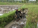 ubud (68)